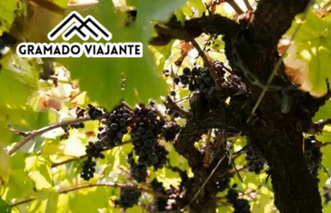 Design sem nome (38).png